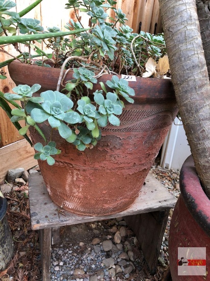 Yard & Garden - lg. decor terra cotta planter pot 18"hx20"w w/succulents and sm. bench 18"wx11"dx11"