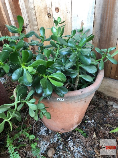 Yard & Garden - terra cotta planter pot 16"hx19"w with Jade tree plant