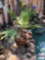 Yard & Garden - Calif. Fan Palm potted in 13