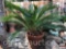 Yard & Garden - Queen Sago Palm tree in 16