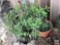 Yard & Garden - terra cotta planter pot with Jade tree plant 36