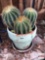 Yard & Garden - terra cotta planter pot painted green w/3 barrel cactus, 13