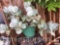 Yard & Garden - Decor potted succulent 9.5