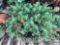 Yard & Garden - Terra Cotta planter pot w/succulents 15
