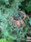 Yard & Garden - terra cotta strawberry pot w/succulents, 20