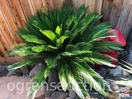Yard & Garden - Queen Sago Palm tree in 12" decor planter pot (42"h)