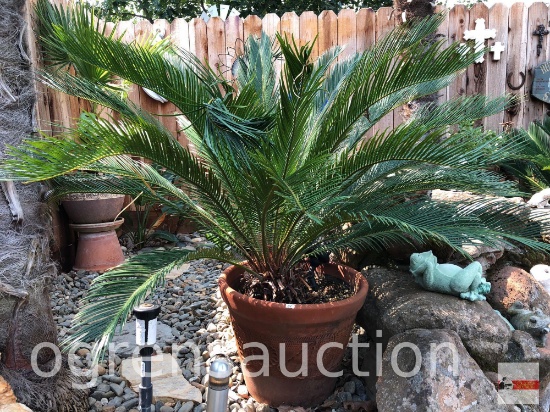 Yard & Garden - Queen Sago Palm tree in 16" decor terra cotta planter pot (50"h)