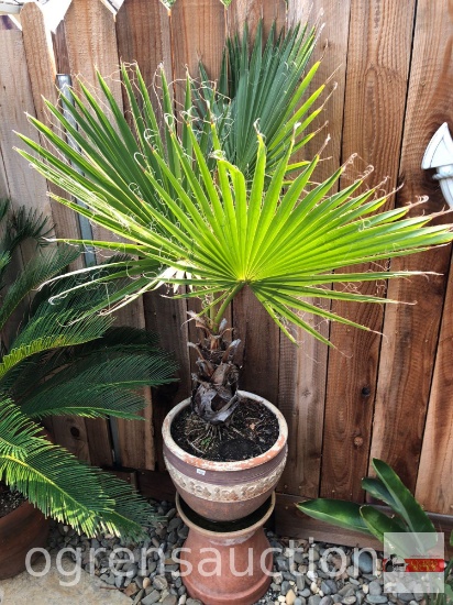 Yard & Garden - Calif. Fan Palm tree potted in 12" decor planter pot (58h ) & 10" decor planter pot
