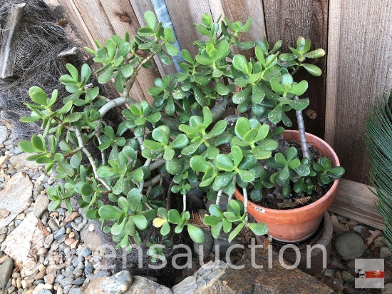 Yard & Garden - terra cotta planter pot with Jade tree plant 36"h and sm. decor planter pot