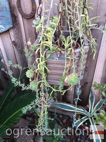 Yard & Garden - hanging planter pot with succulents, 30"h hanger to pot base