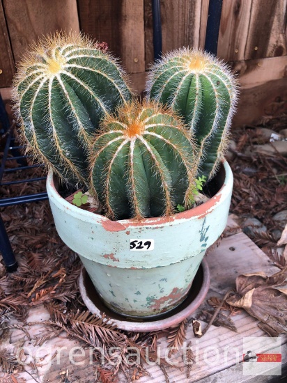 Yard & Garden - terra cotta planter pot painted green w/3 barrel cactus, 13"h