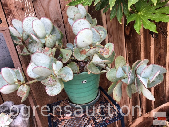 Yard & Garden - Decor potted succulent 9.5"h (20"), chip on rim