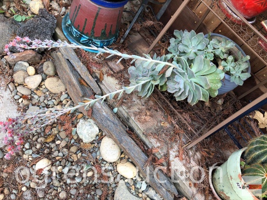 Yard & Garden - Decor planter pot w/ succulents, 9'hx10"w