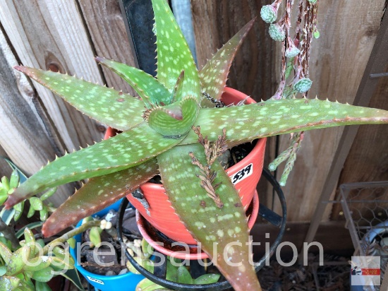 Yard & Garden - 5"h potted coral planter pot