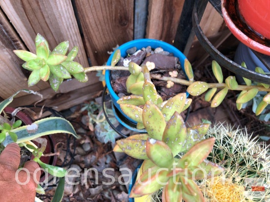 Yard & Garden - 5"h potted blue planter pot