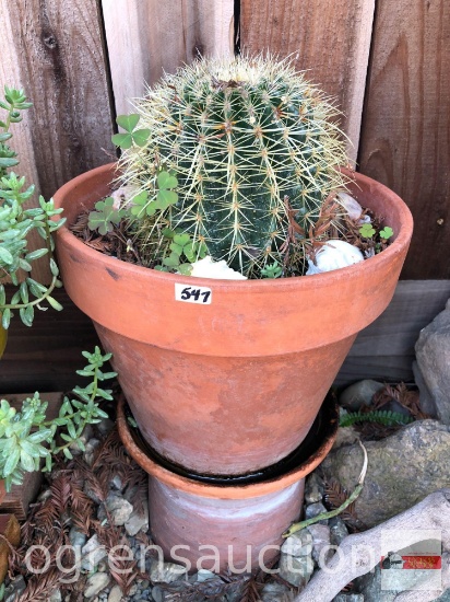 Yard & Garden - Terra Cotta 11"h (17"h) Barrel cactus and 7"h pot
