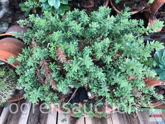Yard & Garden - Terra Cotta planter pot w/succulents 15"wx9"h & 8"h terra cotta pot