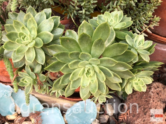 Yard & Garden - Terra cotta planter pot w/succulents 7.5"h (13")