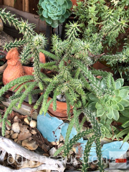 Yard & Garden - Terra cotta planter pot w/ cactus 7"h pot (20"h)