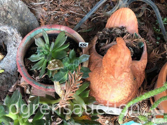 Yard & Garden - 2 planter pots - potted 6"h and terra cotta chicken 10.5"wx9"h