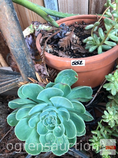 Yard & Garden - terra cotta planter pot with succulents, 5.5"h