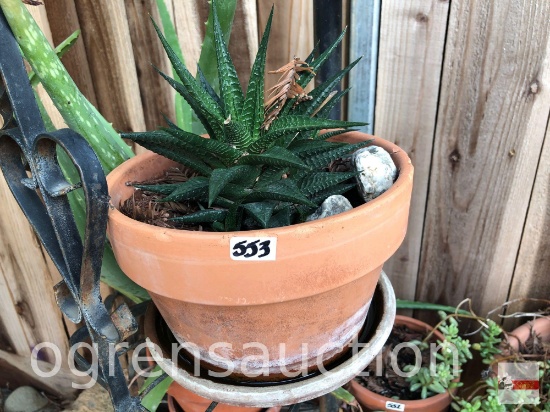 Yard & Garden - terra cotta planter pot with succulents, 6"h pot (10"h)