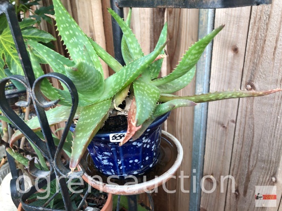 Yard & Garden - Decor planter pot 5"h (12"h) aloe