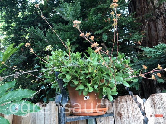 Yard & Garden - Terra cotta planter pot w/succulents 8"h
