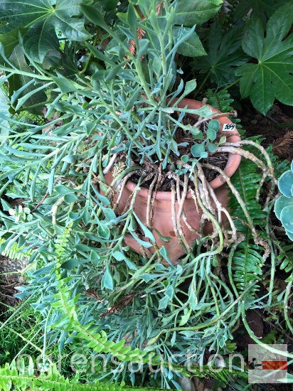 Yard & Garden - terra cotta strawberry pot w/succulents, 20"h
