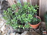 Yard & Garden - terra cotta planter pot with Jade tree plant 36