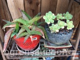 Yard & Garden - 2 potted planters w/succulents, 10