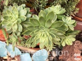 Yard & Garden - Terra cotta planter pot w/succulents 7.5
