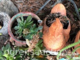 Yard & Garden - 2 planter pots - potted 6