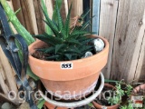 Yard & Garden - terra cotta planter pot with succulents, 6