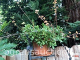 Yard & Garden - Terra cotta planter pot w/succulents 8