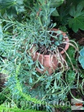 Yard & Garden - terra cotta strawberry pot w/succulents, 20