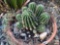 Yard & Garden - potted terra cotta planter pot w/cactus