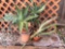Yard & Garden - terra cotta planters w/aloe and succulents
