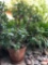 Yard & Garden - Lg. terra cotta planter pot with lg. jade tree plant