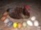 Home Decor - Wooden hen dish and 10 eggs
