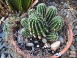 Yard & Garden - potted terra cotta planter pot w/cactus