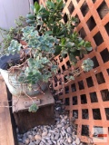 Yard & Garden - Galvanized bucket with succulents and wooden bench