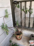 Yard & Garden - terra cotta planter pot with succulents