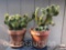 Yard & Garden - 2 potted terra cotta planter pots w/cactus
