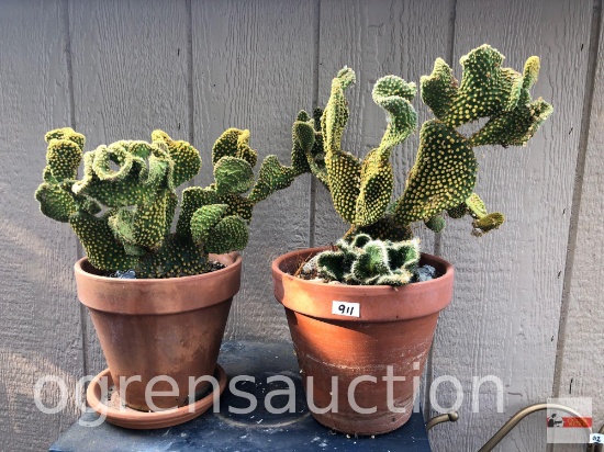 Yard & Garden - 2 potted terra cotta planter pots w/cactus