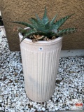 Yard & Garden - cactus plant in pottery planter pot, tall