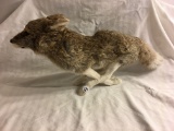 Collector Wild Fox Taxidermy Size:18