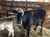 BWF STOCK COW, 3 YEAR OLD 4 MONTHS BRED