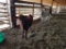 4 HEIFER CALVES: MIX COLOR, AVG WEIGHT 342, WEANED, SELL FOR ONE MONEY