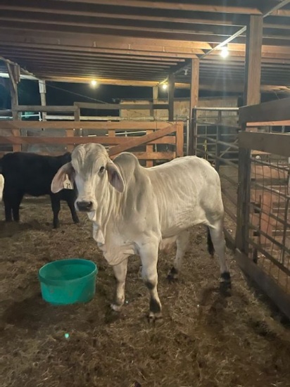 14 MONTH OLD BRAHMAN BULL
